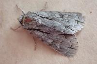 Acronicta psi/tridens