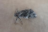 Acronicta rumicis