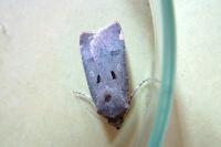 Agrotis trux