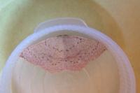 Cyclophora puppillaria