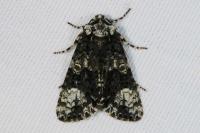 Craniophora ligustri