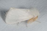 Euproctis chrysorrhoea