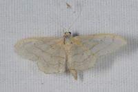 Idaea aversata