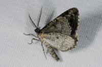 Cleorodes lichenaria