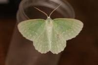 Geometra papilionaria