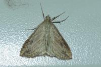 Evergestis forficalis