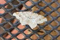 Macaria alternata