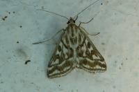 Loxostege comptalis