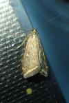 Loxostege sticticalis