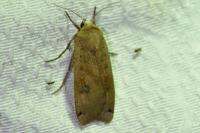 Noctua pronuba