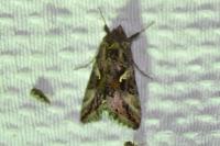 Autographa gamma