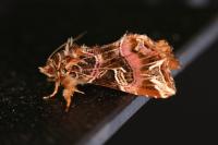 Callopistria juventina