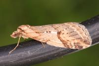 Chesias rufata rufata