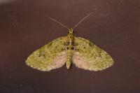 Chloroclystis v-ata