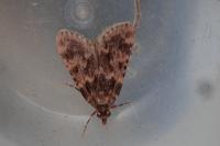 Aglossa caprealis