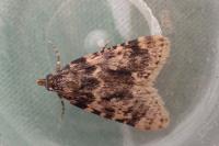 Aglossa caprealis