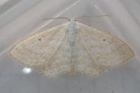 Scopula immutata