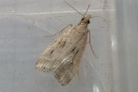 Eudonia pallida