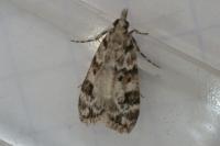 Eudonia delunella