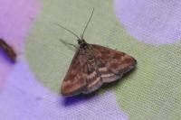 Pyrausta despicata