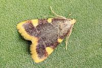 Hypsopygia costalis