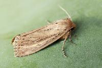 Nonagria typhae