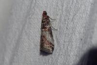 Acrobasis advenella