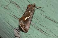 Macdunnoughia confusa