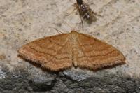Idaea ochrata