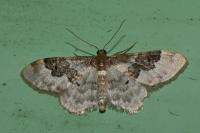 Idaea rusticata