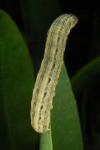 Mythimna sicula