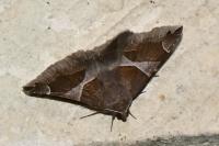 Dysgonia algira