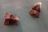 Mesoligia furuncula