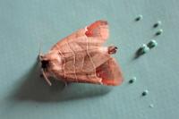 Clostera curtula