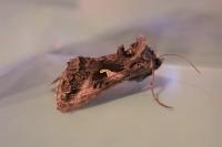 Autographa gamma