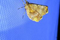 Selenia dentaria