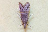 Euchromius gozmanyi