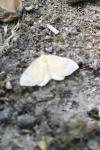 Camptogramma bilineata