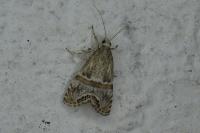 Euchromius