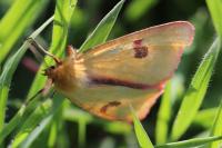 Diacrisia sannio