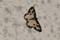 Lomaspilis marginata