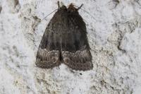 Amphipyra pyramidea/Amphipyra berbera