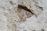 Cosmia trapezina