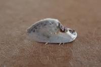 Cilix glaucata