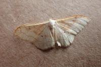 Idaea rubraria