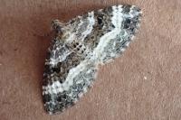 Epirrhoe alternata