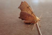 Ennomos erosaria