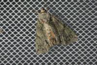 Polyphaenis sericata