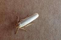 Eilema caniola