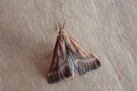 Synaphe punctalis